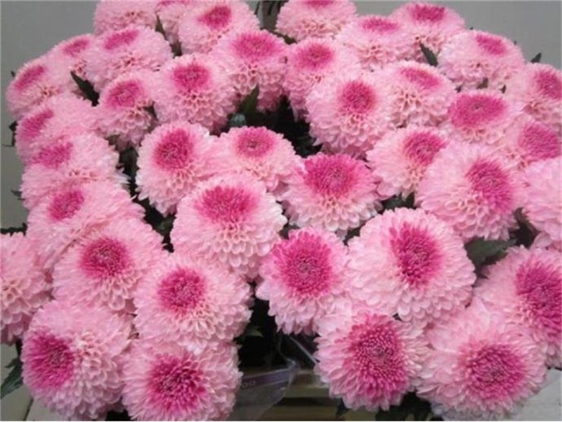Marjetka deco Superbowl Rose / Green c838