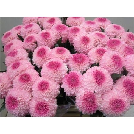 Marjetka deco Superbowl Rose / Green c838