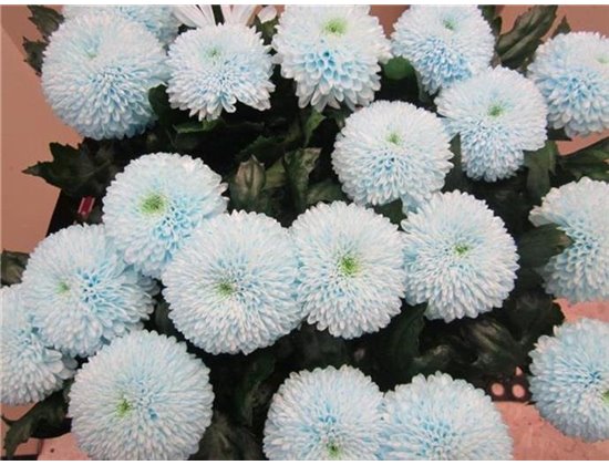 Marjetka deco Superbowl Sweet Blue c839