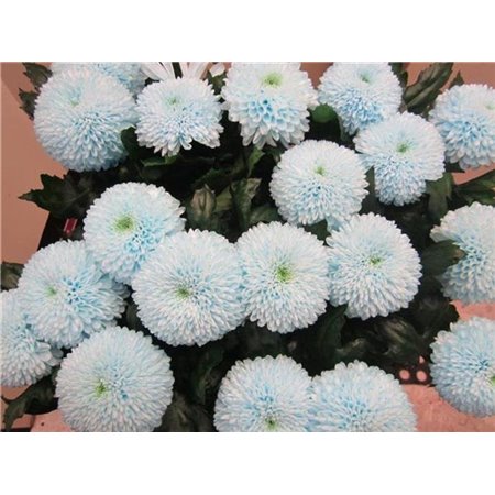 Marjetka deco Superbowl Sweet Blue c839