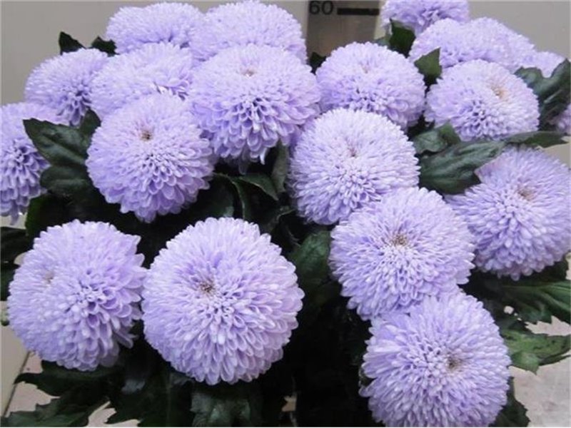 Marjetka deco Superbowl Sweet Milka c841