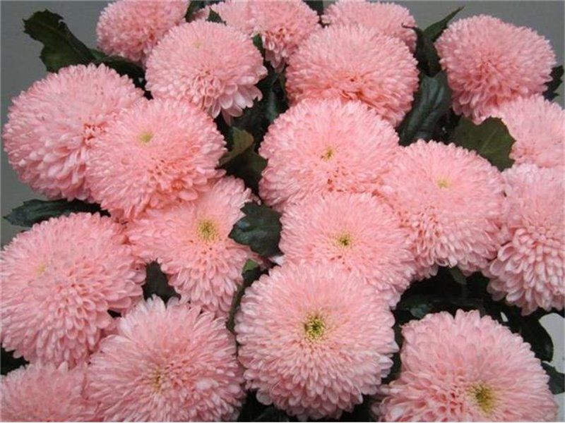 Marjetka deco Superbowl Sweet Roosvice c842