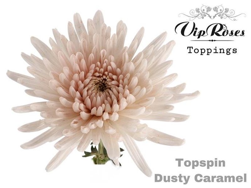 Marjetka deco Topspin Dusty Blue c849