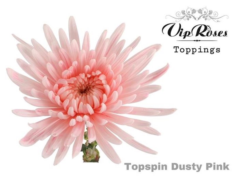 Marjetka deco Topspin Dusty Grey c852