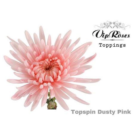 Marjetka deco Topspin Dusty Pink c853