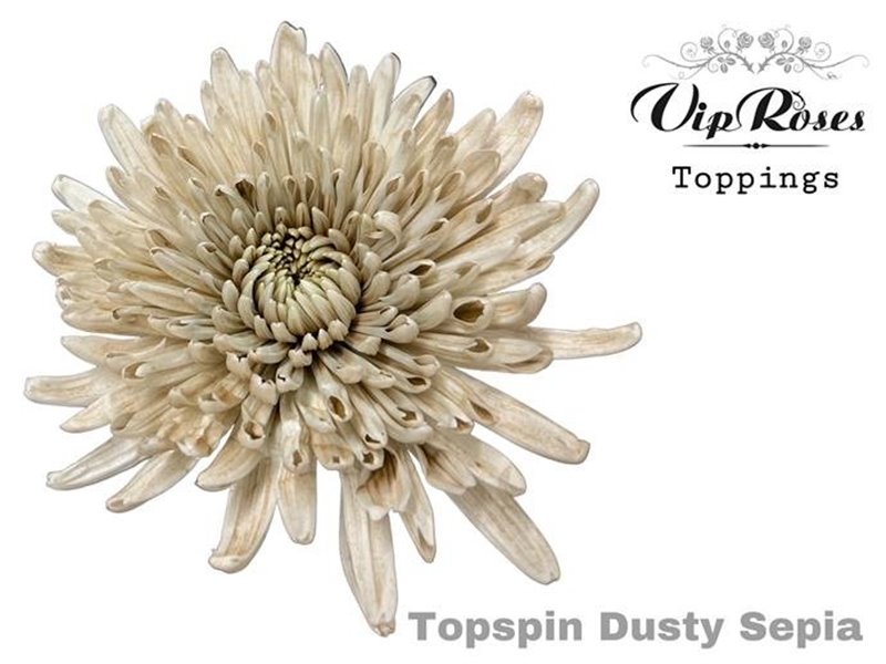 Marjetka deco Topspin Dusty Pink c854