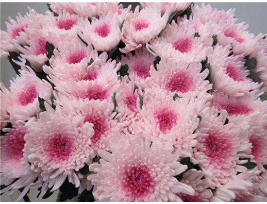 Marjetka deco Topspin G Rose / Rose c858