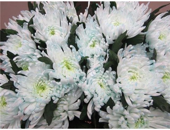 Marjetka deco Topspin G Sweet Blue c859