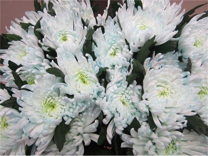 Marjetka deco Topspin G Sweet Blue c859