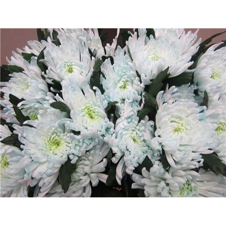 Marjetka deco Topspin G Sweet Blue c859
