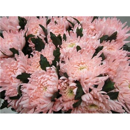 Marjetka deco Topspin G Sweet Roosvice c862