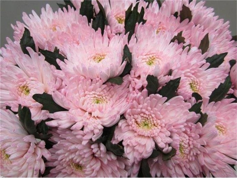 Marjetka deco Topspin G Sweet Rose c863