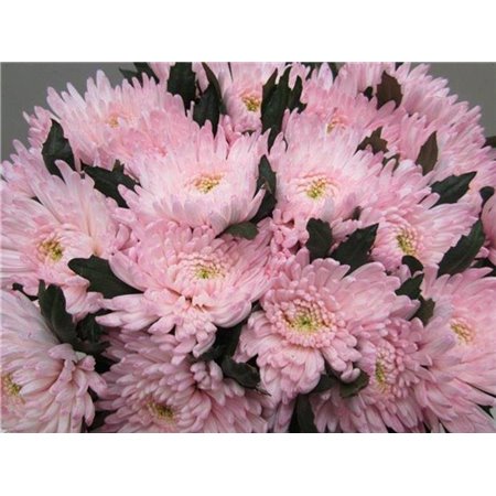 Marjetka deco Topspin G Sweet Rose c863