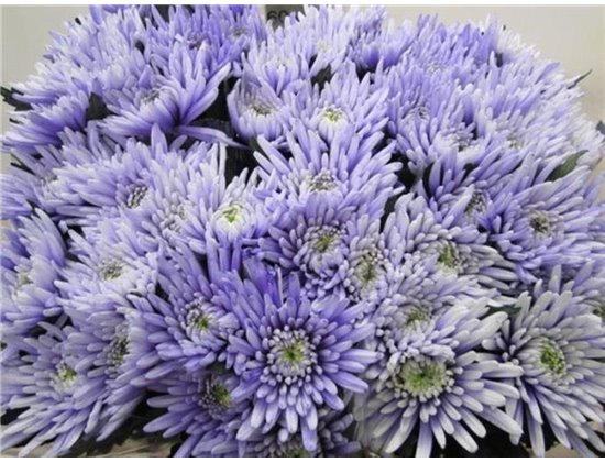 Marjetka deco Topspin Pastel Lilac c865