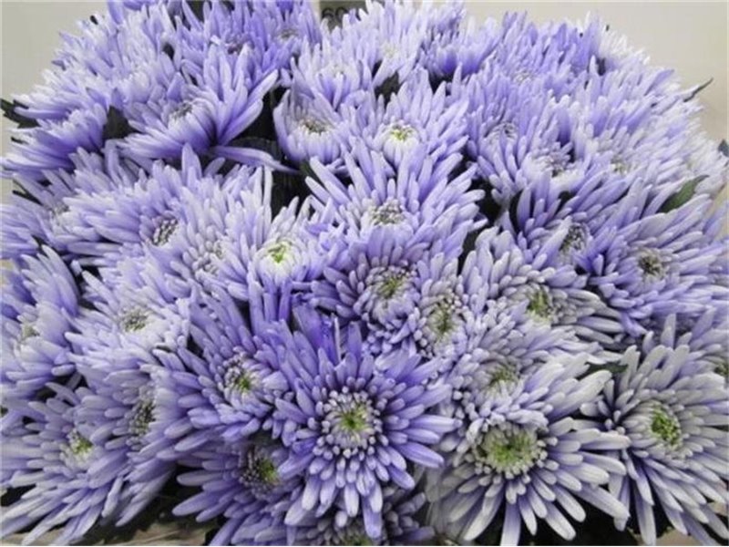 Marjetka deco Topspin Pastel Lilac c865