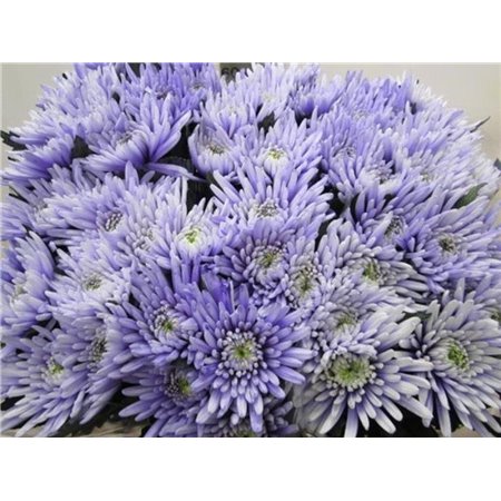 Marjetka deco Topspin Pastel Lilac c865