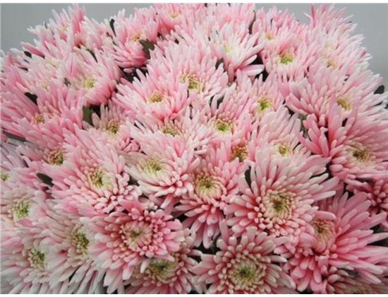 Marjetka deco Topspin Pastel Pink c866