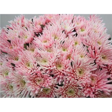 Marjetka deco Topspin Pastel Pink c866