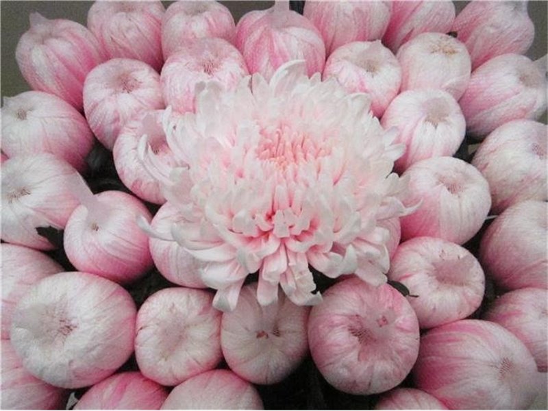 Marjetka deco Tutu Pastel Pink c870