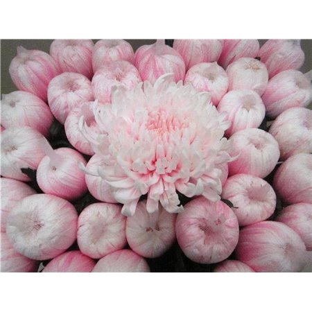 Marjetka deco Tutu Pastel Pink c870