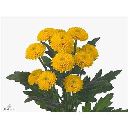 Marjetka santini Aurinko c875