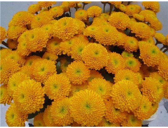 Marjetka santini Aurinko Orange c876