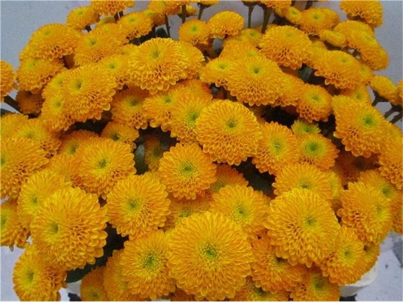 Marjetka santini Aurinko Orange c876