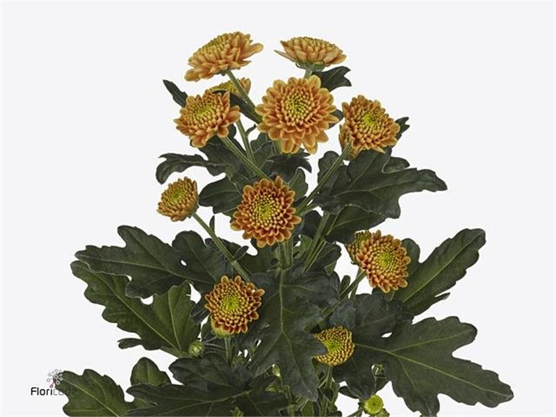 Marjetka santini Ellison Orange X L c887