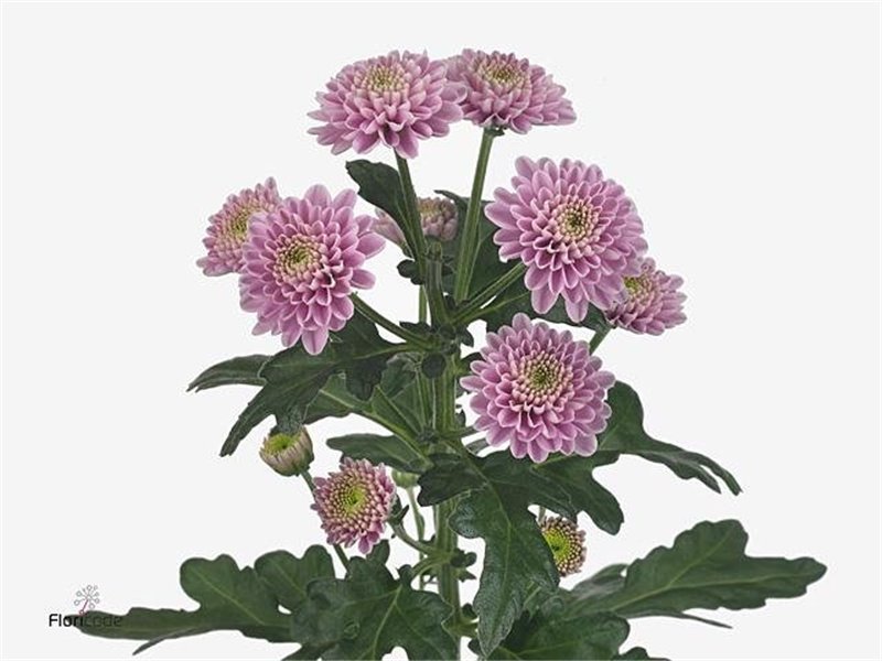 Marjetka santini Ellison Pink c888