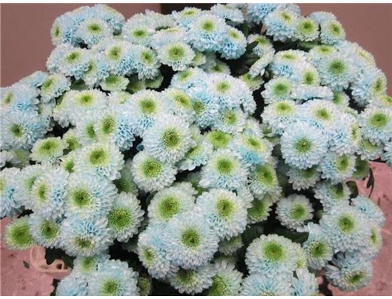 Marjetka santini Ferry Sweet Blue c892