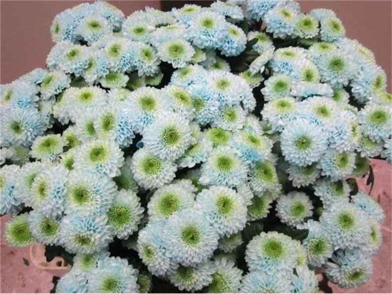 Marjetka santini Ferry Sweet Blue c892