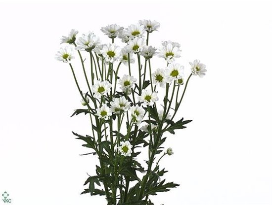 Marjetka santini Mad Lindi White c903