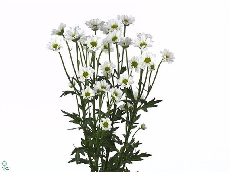Marjetka santini Mad Lindi White c903