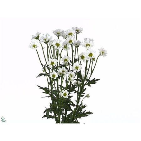 Marjetka santini Mad Lindi White c903