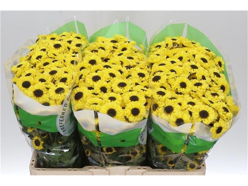 Marjetka santini Mixed Sweet c912