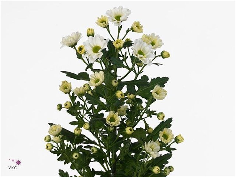 Marjetka santini Rossi White c928