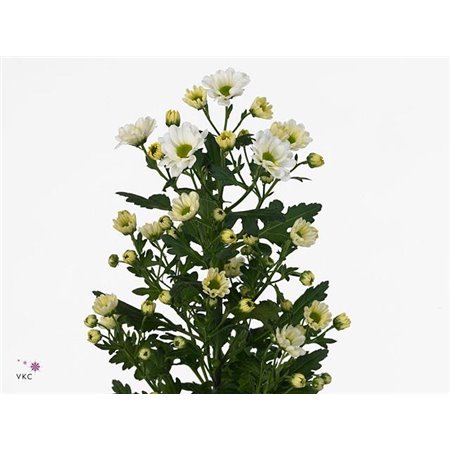 Marjetka santini Rossi White c928