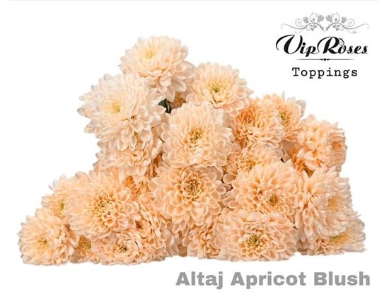 Marjetka T Altaj Apricot Blush c934