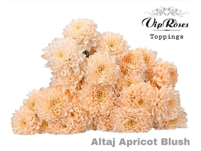 Marjetka T Altaj Apricot Blush c934