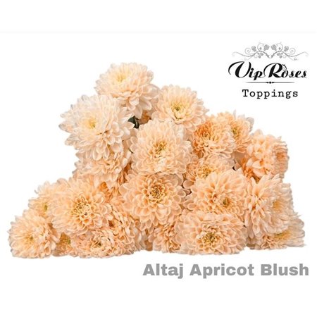Marjetka T Altaj Apricot Blush c934