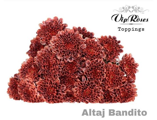 Marjetka T Altaj Apricot Blush c935