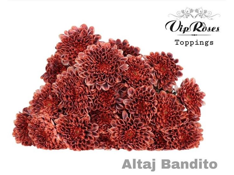 Marjetka T Altaj Apricot Blush c935