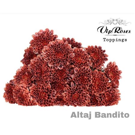 Marjetka T Altaj Bandito c936