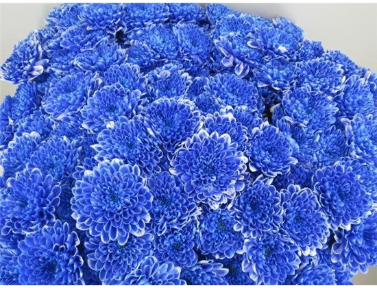 Marjetka T Altaj Blue c938