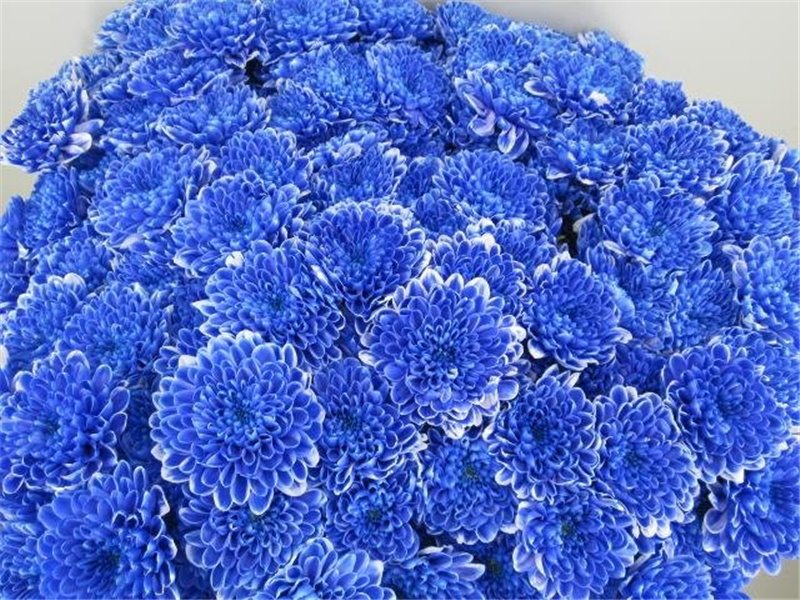 Marjetka T Altaj Blue c938