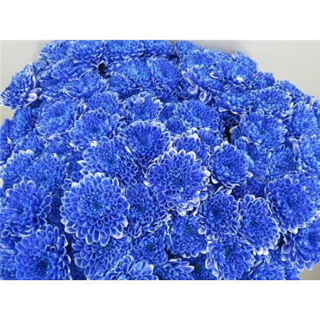 Marjetka T Altaj Blue c938