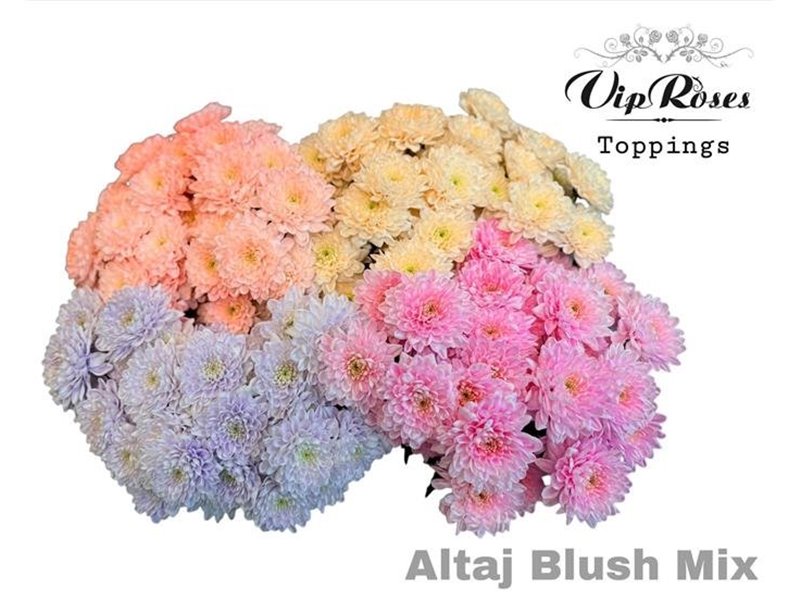 Marjetka T Altaj Blush Mixed c939