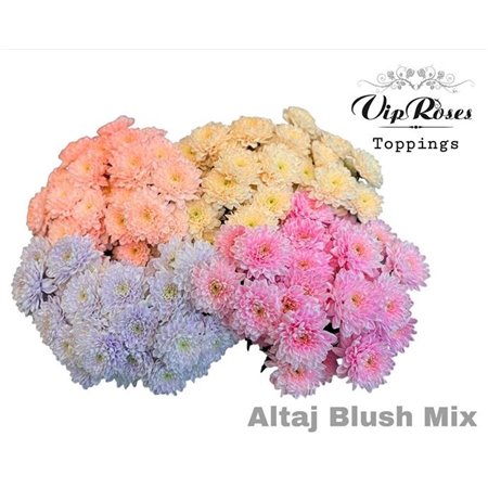 Marjetka T Altaj Blush Mixed c939