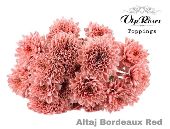 Marjetka T Altaj Bordeaux Red c941