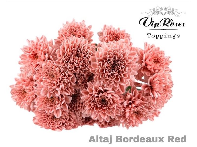 Marjetka T Altaj Bordeaux Red c941